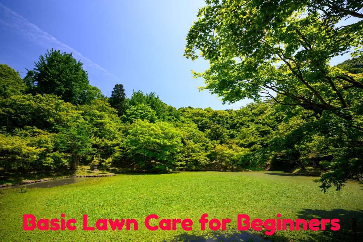 Basic Lawn Care for Beginners