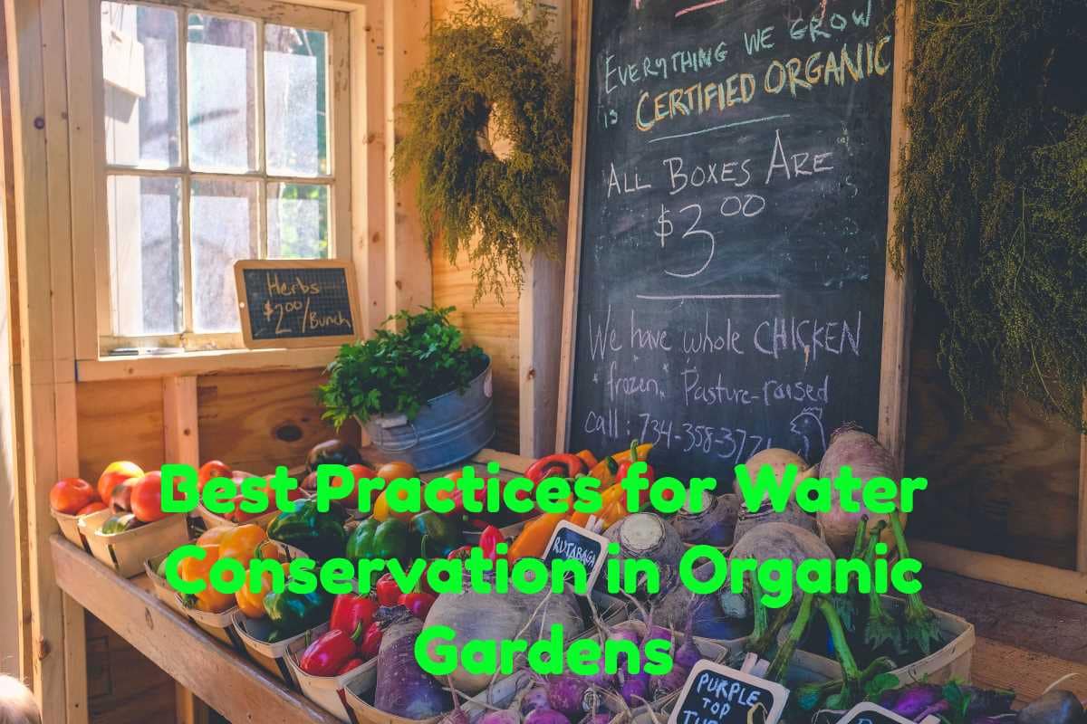 Best Practices for Water Conservation in Organic Gardens