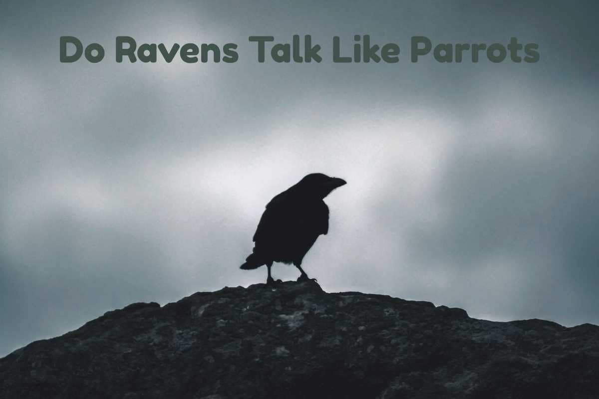 Do Ravens Talk Like Parrots?