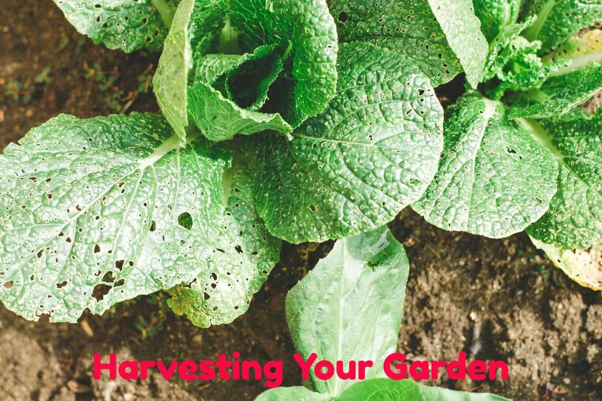 Harvesting your garden