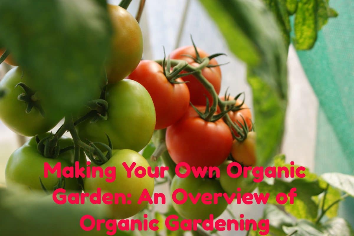 Organic Vegetable Gardening Basics: Making Your Own Organic Garden It doesn’t take a rocket scientist to plant vegetables. But if you want to do this the old-fashioned way which has been proven to be very effective, you should know the organic vegetable gardening basics. Table of Contents What is Organic Gardening Know What Vegetables Check Your Soil Add Your Compost Seeds or Plants Garden Pests Why Have an Organic Garden No Harmful Fertilizers Organic Food Is On The Increase Organic Farming Conclusion What is Organic Gardening The first thing you have to know is what is organic vegetable gardening. It is simply a way of farming that does not use synthetic products, including fertilizers and pesticides. In short, you work with nature to get what you want. Know What Vegetables The first thing you must do is choose what kind of vegetables you want to grow. You also have to understand how big these can grow so it will be easy to plot how many can be placed per row. August 9, 2023 07:07 Teaming with Microbes: The Organic Gardener's Guide to the Soil Teaming with Microbes: The Organic Gardener's Guide to the Soil Food Web, Revised Edition Sold on amazon Language: english Book - teaming with microbes: the organic gardener's guide to the soil food web $ 20.49 -18% Back to the Roots Organic Seed Bundle - Herbs and Back to the Roots Organic Seed Bundle - Herbs and Vegetables Variety Pack for Planting - Assorted Non-GMO Seed Mix for Beginner Indoor and Outdoor Gardening, 10-Pack 100% ORGANIC AND NON-GMO: There's no need to worry about intoxicants that may hinder your plant's growth because the Back to the Roots Seed Bundle is completely organic and not genetically modified GROW YOUR PLANT ALL YEAR-ROUND: The 10-pack seed kits of herbs and vegetables for indoor and outdoor planting allows you to grow your garden all-year round; They're all germination tested and specially selected to be easy to grow quickly so you can get your garden off to a great start WIDE VARIETY OF ORGANIC HERB AND VEGGIE SEEDS: We've put together these varieties with the new gardener in mind, with a little bit of everything — flavorful herbs, hearty veggies, and crisp, leafy greens; You'll have endless options for what to cook with your garden-fresh harvests ZERO-RISK GARDENING: Made in the USA and 100% guaranteed to grow; No green thumb. No problem If you're having trouble with our organic seed pack, we'll send you as many seeds as you need to get growing GROW ONE GIVE ONE CAMPAIGN: The perfect holiday gift, it comes in a beautiful packaging so that it's ready to be given to foodie, garden-loving and eco-conscious friends and family; This kit is also part of our Grow One Give One campaign, simply share a picture on social media, tag us and use the campaign hashtag, and we'll donate a kit to a classroom of your choice $ 18.29 -39% When choosing the right vegetable to plant is knowing which of these are suitable for the soil and the climate. If you live in an area that experiences droughts, buy those that do not consume that much water. Before you drop seeds into the soil, make sure the land is ready by tilling the land so it is clear both of rocks and weeds. Check Your Soil The next step is to check the condition of the soil. There are kits you can buy from the store to check its fertility. If the soil is good, you can start clearing it of rocks and weeds by mowing, pulling, or digging them out. Add Your Compost You should then add compost, bone meal or rock phosphate, and greensand to the soil to supply it with nitrogen, phosphorous, and potassium. You can also add lime or sulfur to adjust the soil’s pH level only if you have to. Don’t forget to use organic mulch to blanket the garden. You can use ground bark for that since it decomposes over a season. You can also use a compost file of recycled leaves, grass clippings, coffee grounds, eggshells, and kitchen waste since these are good fertilizer. Before you start planting, check how big is the area so you have an idea of what kind of vegetables can be planted given your limited space. You must buy the necessary tools and make some of them yourself. This information can be found online, in books, and from the gardening store. The next step will be to add compost, bone meal or rock phosphate, and greensand to the soil to supply it with nitrogen, phosphorous, and potassium. If the soil’s pH level is too high, add lime or sulfur to adjust it. One more thing you must do before planting the seeds is put in organic fertilizer. You can use recycled leaves, grass clippings, coffee grounds, eggshells, and kitchen waste which should be applied a month before planting begins. Build your own compost pile waste point if you have enough room in your garden to do this. You will be able to use all of your garden waste to produce excellent organic healthy soil for your vegetables. A good compost pile is worth its weight in gold. Seeds or Plants If you don’t want to start making an organic vegetable garden using seeds, you can get starter plants instead but be aware that they cost a bit more and this takes the thrill out of gardening. Crop rotation is the best way to preserve the fertility of the soil. This is done after you harvest the vegetables so it is ready for planting once again. For this to work, you have to plant in the same area a different vegetable. Then it is time to plant the seeds. A certain distance must space each seed so the roots do not fight for water. In between each of the vegetables, you can plant other things as well because the tighter the space, the lesser the chances that weeds will grow. Garden Pests Pests are the biggest threat to your organic garden. You can use birds, frogs, or other insects to fight them. Do not use any kind of spray unless it is organic-friendly. You don’t have these creatures to fend off other insects. You must create the ideal environment by putting a birdhouse or a small pond. Once they are in place, they will do the rest by patrolling your garden and eating those who seek to eat your crops. The organic vegetable garden will grow but it will be always under threat from weeds and insects. For that, you have to use other animals and insects to fight these pests. You don’t have to buy them because setting the ideal conditions will invite them into your home. As for the weeds, you can get rid of them by pulling them out or spraying homemade vinegar as this stops them from growing. If you plant thick enough, you will be able to discourage weeds from growing in between the plants. Putting up a few barriers can also help. Row covers are known to prevent moths from landing and laying eggs. You can also use sticky traps and foil collars to stop pests and borers. There are also organic pesticides around but some of them can only kill one or two kinds of pests. So before you buy them, make sure you know what you are dealing with. Anyone can learn organic vegetable gardening basics and soon have their own little farm in their backyard. It is fresh and you can pick this up anytime you want which is very convenient as these are only a few feet from your home. Should everyone get into organic vegetable gardening? Perhaps because there is a food shortage right now and most of the vegetables imported do not use this technique. The government for its part has given incentives to farmers here to shift to this method but its going to take more effort to persuade countries that do business with the US to do the same thing. Why Have an Organic Garden Organic vegetable gardening is making a comeback. This is because people are more health-conscious about the food they eat and in some places, there is already a food shortage so some have decided to plant and grow these on their own. To help you get started, here is some organic vegetable gardening information. No Harmful Fertilizers Organic vegetables have no hydrogenated fats, artificial flavor or coloring, sweeteners, additives, preservatives, or residual antibiotics. This means that what you get is all-natural. But don’t forget to wash these first before it is cooked to remove any residue from the compost used in helping it grow. Organic vegetable gardening does not use fertilizers and chemicals which can be harmful to humans. It also does not use genetic engineering or irradiation. Instead, it uses simple farming techniques like tilling the land, giving it enough water, and sufficient exposure to the sun. It will also be a good idea to till or dig in fertilizers using organic matter. This must at least be an inch of sharp sand if your soil is made of clay and then you rake the soil into beds and rows. You should leave it be for at least a month before you start planting. When harvesting is finished, something new is planted which is better known as crop rotation which helps keep the soil fertile. Growing organic vegetables is not something that only farmers can do. Homeowners can do this since they can plan some of these in their own backyard. Organic Food Is On The Increase Organic Farming In the US, farming is a $6 billion industry. To keep it that way and with the health and welfare of the public in mind, the Department of Agriculture has taken steps so farmers can shift to organic farming. This does not only save money but also has some health benefits. But first, we have to know what organic farming is. This is a technique that has been practiced by ancient civilizations that simply relied on the land they worked on, the sun, and the water to make the harvests grow. It was only when scientists invented fertilizers and pesticides that we moved away from this technique because it was thought that this will make the crops bigger and harvesting faster. Unfortunately, using fertilizers and pesticides has done more harm than good. The chemicals used are harmful but never in small dosages. But imagine what if somebody consumes this excessively and unknowingly develops an illness or their baby has birth defects. Such threats are real, so we have to do something before it happens. Tests were conducted before the Department of Agriculture wanted everyone to go into organic farming. The results show that organically grown vegetables have more nutrients and vitamins than conventional farming. The same goes for its taste. The government or the Department of Agriculture is not the only one who should push farmers to shift towards organic farming. You can do your share by talking to the farmers themselves as they are the ones who plant them. You can also start planting organically grown vegetables yourself because they cost a bit more in the supermarket. Conclusion Planting your own organic vegetable garden isn’t that bad given that the only ones who will be consuming what is planted are those that live in the household. But it’s going to be a bed of roses from the time you till the land to the time that they will be harvested. The advantage of working in a small space is that you can easily inspect the whole area so nothing is left behind. If everyone does their share, no one will use chemicals and fertilizers anymore. Everyone can live healthily and eat healthily. At the same time, we are able to protect the environment so future generations will be able to use the land we have used to plant their crops in the future. Organic vegetable gardening is truly the way to go. If you noticed, some restaurants have done their share as well by making people know that whatever they use is organic.