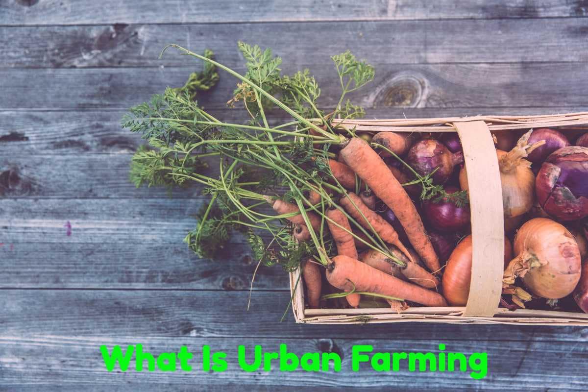 What is urban farming