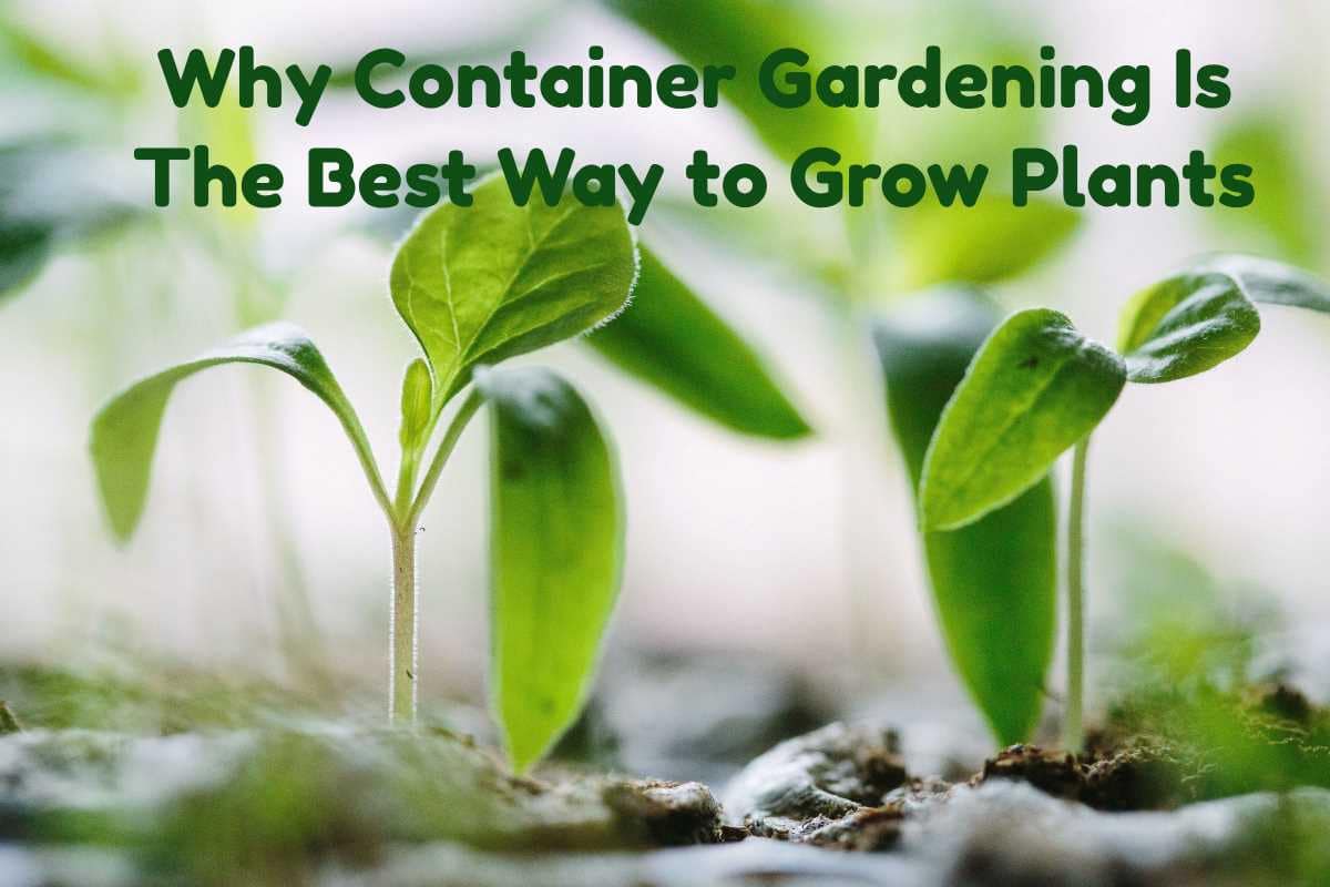Why Container Gardening Is The Best Way to Grow Plants?