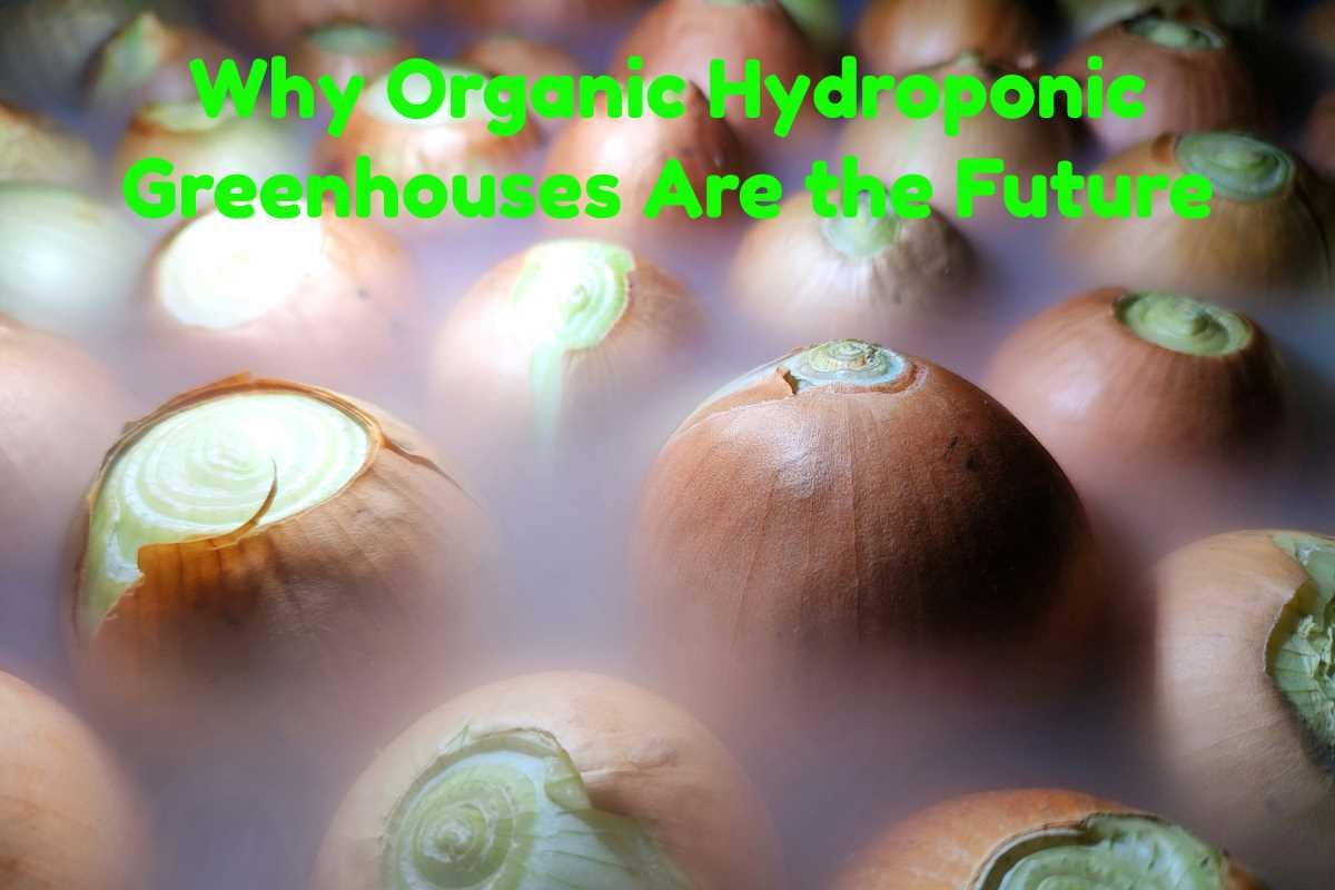 Why Organic Hydroponic Greenhouses Are the Future