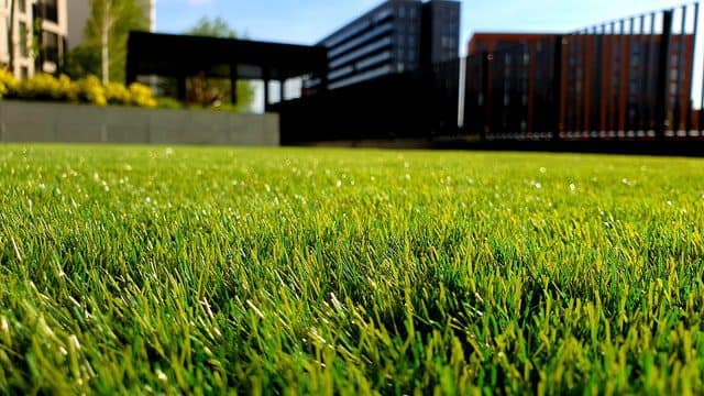 Stunning garden grass Make your garden look perfect