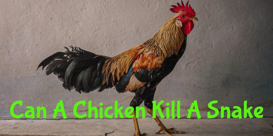 Can A Chicken Kill A Snake