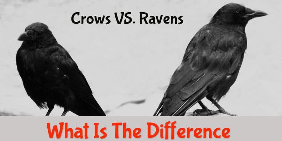 Crows vs. Ravens: What’s The Difference?