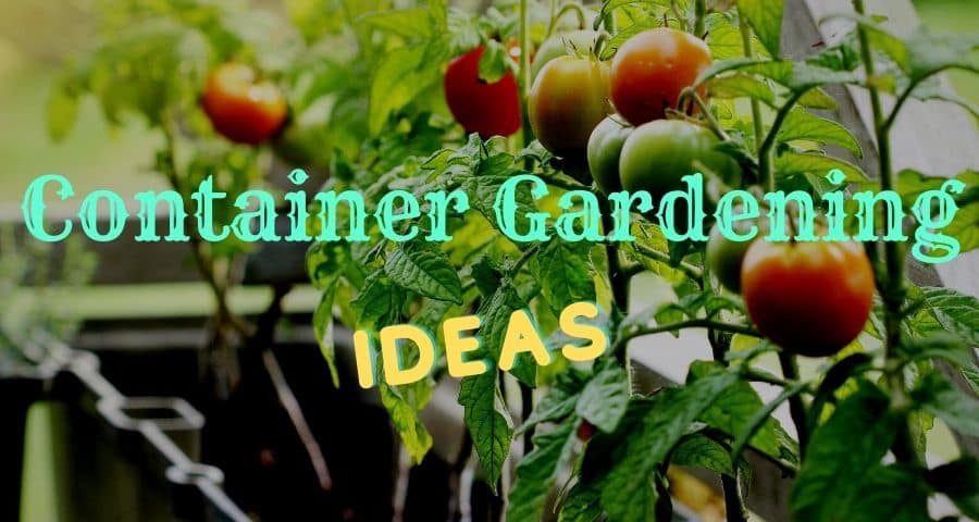Container Gardening Ideas