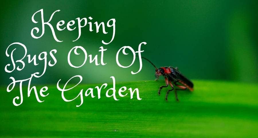 Keeping Bugs Out Of The Garden